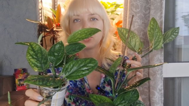 Опора для эпипремнума Марбл Планет