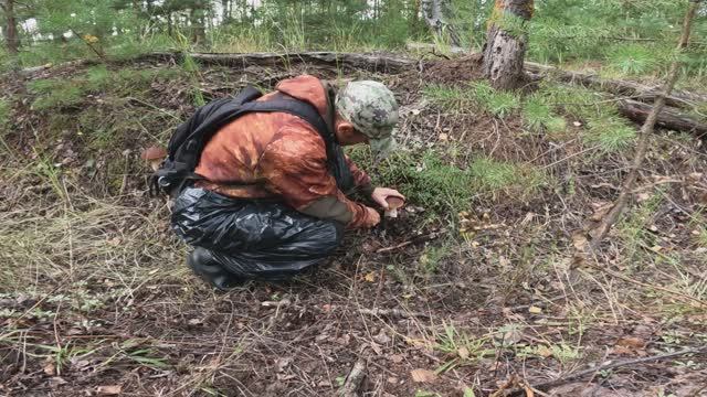 СБОР ГРИБОВ 25  АВГУСТА