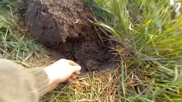НЕОЖИДАННАЯ НАХОДКА. ЛИСТ 50 КГ И КЛАД РЕЛИКВИЙ В ЛЕСУ.