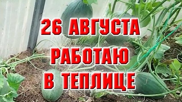 26 августа. В теплице