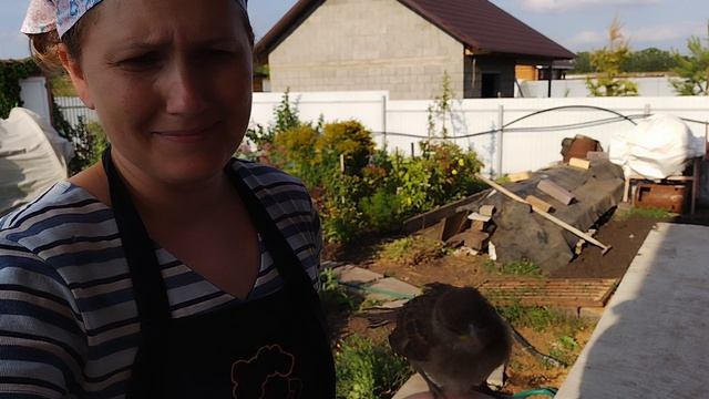 Джек-Воробей