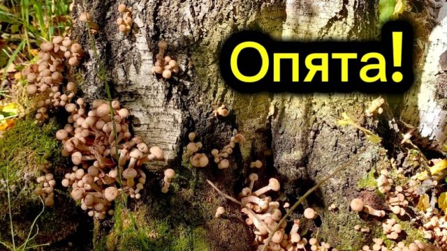 С РЫБАЛКИ на ГРИБАЛКУ! Тихая охота 2025 года. Опята!