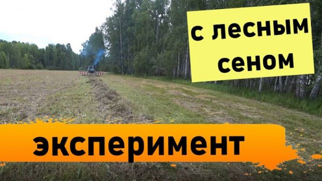 Эксперимент с лесным сеном. Деревня Окунево сенокос 2025.