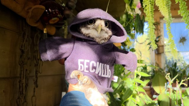 Бешу сыча Лучика! Опять настало время отрезания когтей у маленькой злобненькой совы