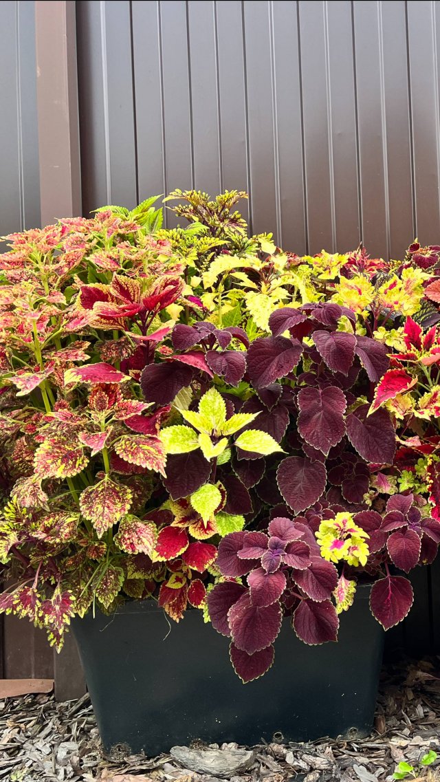 МОЙ ЗАВТРАК / ОПЯТЬ ГРАД / ОБЗОР ПОКУПОК / МОЯ КОЛЛЕКЦИЯ КОЛЕУСОВ