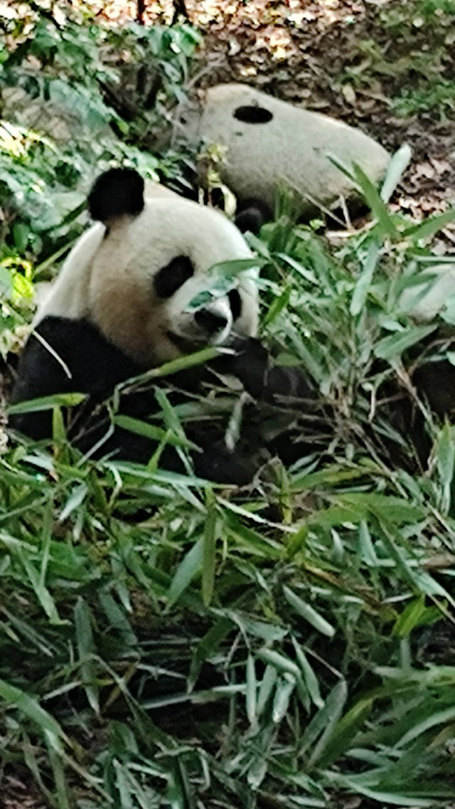 Welcome to China to watch the Pandas! Добро пожаловать в Китай посмотреть на панд!