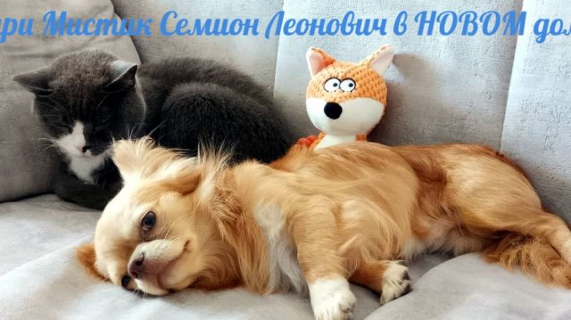 Привет из Тель - Авива, Москвы, Вологды, Петрозаводска #отзывы_о_питомнике_мари_мистик_чихуахуа