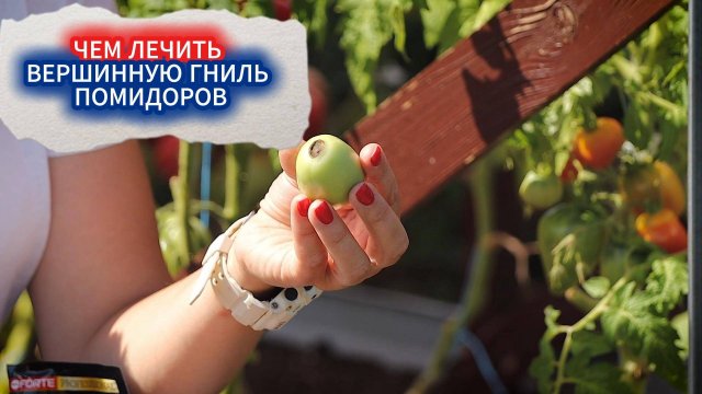 КАК ЛЕЧИТЬ ВЕРШИННУЮ ГНИЛЬ НА ПОМИДОРАХ В АВГУСТЕ ПОСЛЕ ЛИВНЕЙ - КАК СОХРАНИТЬ УРОЖАЙ.
