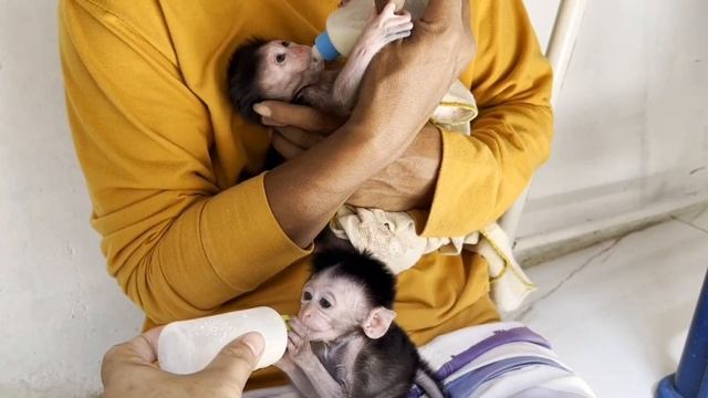 Обезьянки 2 сиротки малюточка с травмами окрепли в приюте Пищат кушать Пьют на руках смесь из соски