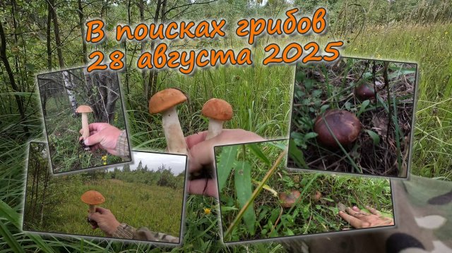 В поисках грибов 28 августа 2025