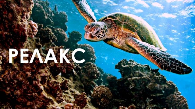 Волшебная Музыка Океана Подводный Мир Черепахи - 170 минут релаксации.