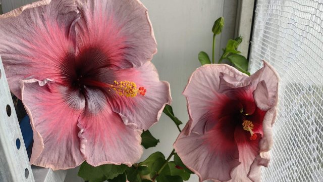 ИЗЛИШКИ растений за 27.08.25г 🌸☘️🌿ч 1