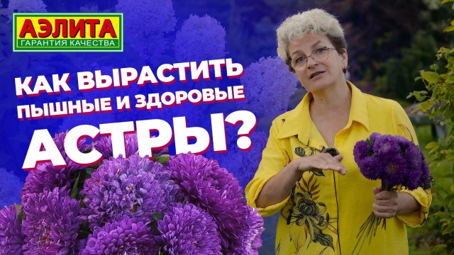 Как вырастить пышные и здоровые АСТРЫ?