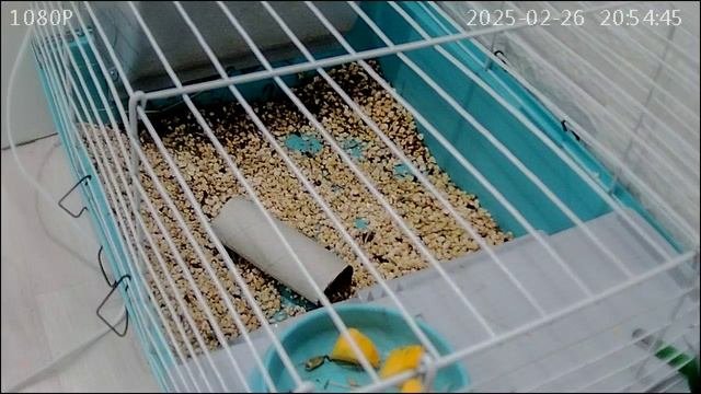 Морские свинки