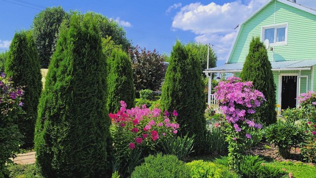 Дача 28.08.25 🏡Завтрак.Сюрприз,урожай томатов!🍅Секреты пышного цветения крупнолистной гортензии!🌺