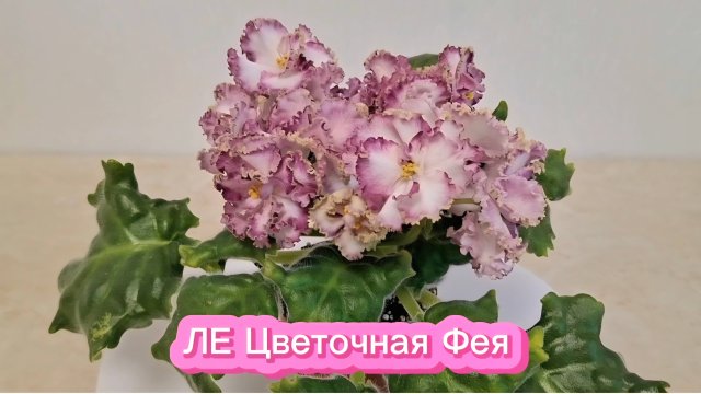 Фиалка ЛЕ Цветочная Фея!😍🌸🌸🌸✨️✨️✨️