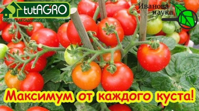 Секрет спелых томатов: обрывать или ждать? Ошибка, которая испортит весь урожай!