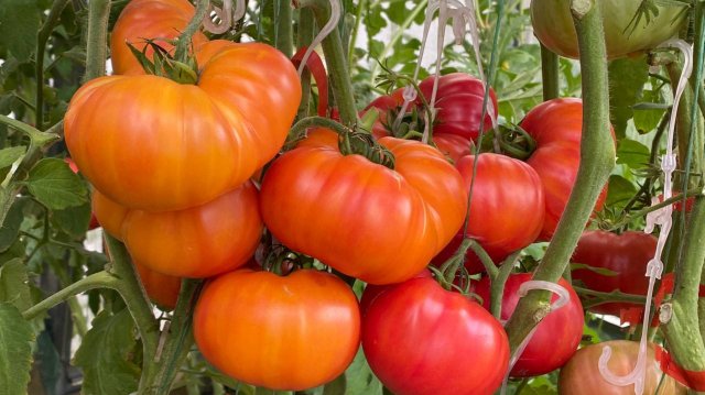 Дневник моих огородных дел. 26 августа 2025 года