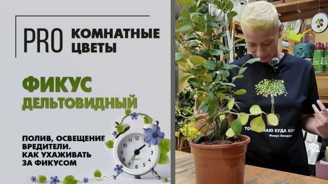 Фикус дельтовидный. Уход, полив, освещение, вредители. Как ухаживать за фикусом в домашних условиях.