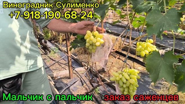 Мальчик с пальчик, Императрица, Гелиодор!