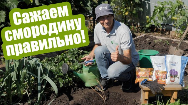 Посадка смородины осенью пошаговый мастер-класс