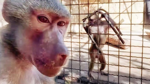 Цветущий пион и в руках табурет - затейница Люся в поисках новых решений! Макаки сломали качели!