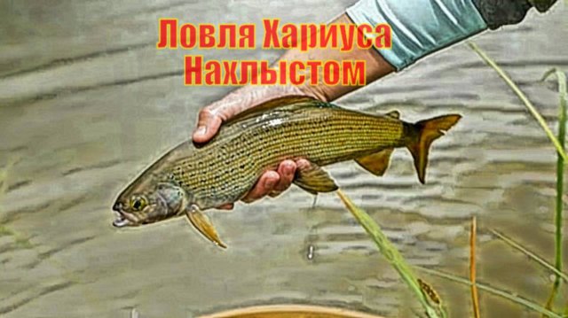 Ловля Хариуса Нахлыстом