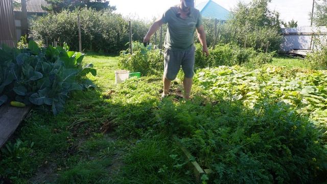 Убираю морковку с грядки Устал сил нет ПОДВАЛ ИЛЬИЧА какая морковка выросла у нас на даче РЕЗУЛЬТАТ