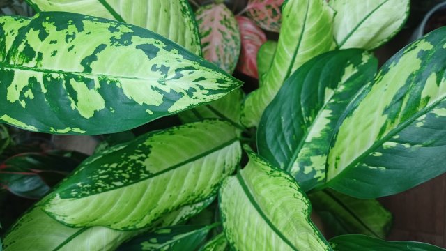 Диффенбахии🌿/ Переделки😉🍁