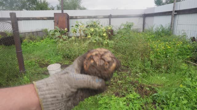 Сгнила крупная картошка в августе в Сибири из-за обильных дождей В сентябре многие расстроятся