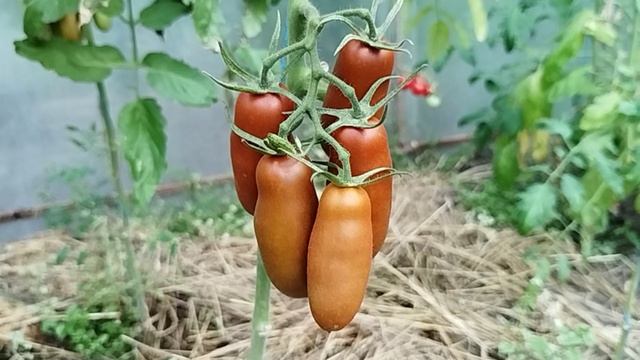 Томат Козула 92/2 🍅🍅🍅