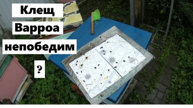 Результаты борьбы с клещами Варроа.
