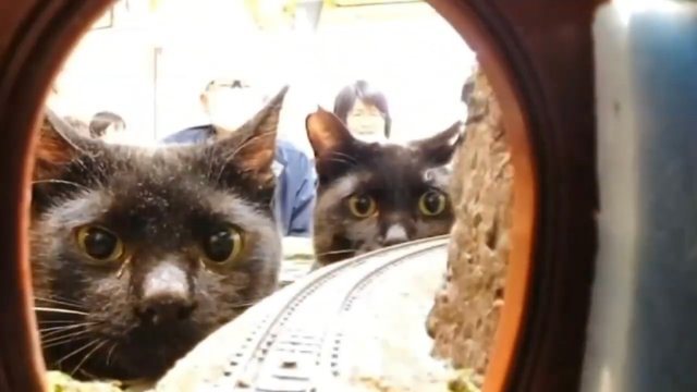 Кошки и железная дорога играем