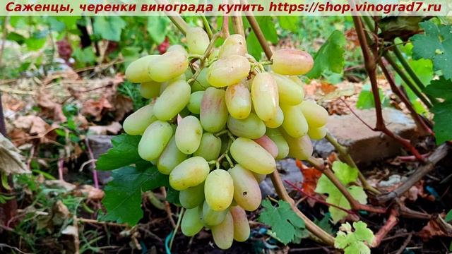 Виноград 6-7.08. 2025 года- ЮБИЛЕЙ НОВОЧЕРКАССКА, стабильно плодоносящая форма, товарная, вкусная