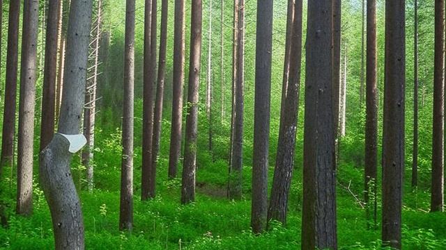 Звуки природы. Лес. Птицы. Пение птиц в лесу для позитивного настроения