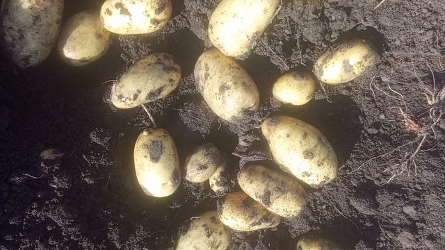 Сорт картофеля Тулеевский. Просто золото)
