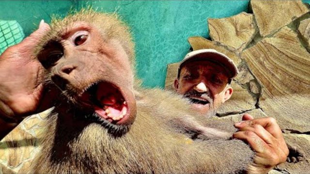 СМЕХ да и только! Мы вернулись домой и Люська решила помочь папе Владу подмести вольер))