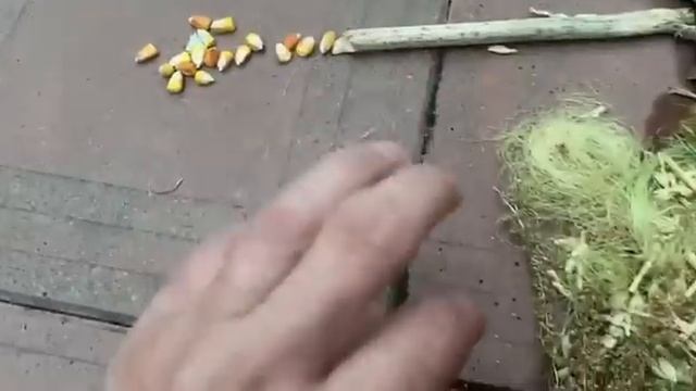 Невероятные приключения микробов в корнях растений.