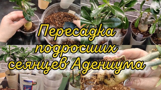 Пересадка подросших сеянцев Адениума