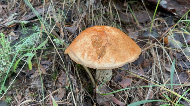 Сбор Грибов 23.08.2025 г. Курская область 🍄🟫