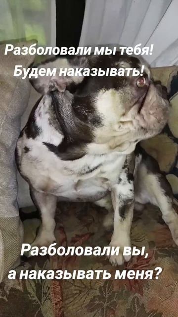Зефирка