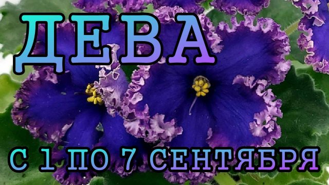 ДЕВА таро прогноз на неделю с 1 по 7 СЕНТЯБРЯ 2025 года.