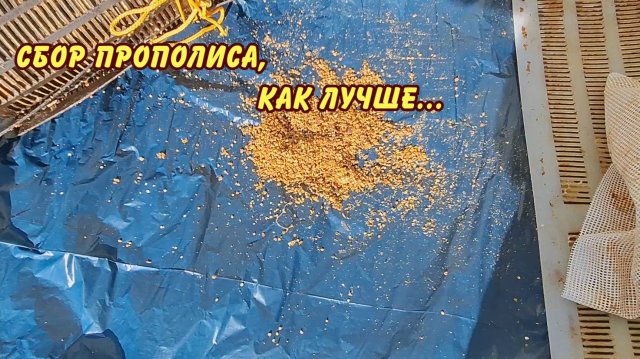 сбор прополиса как лучше