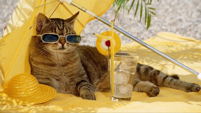 ПРИКОЛЫ С ЖИВОТНЫМИ ДО СЛЕЗ #168 Смешные КОТЫ И СОБАКИ Приколы