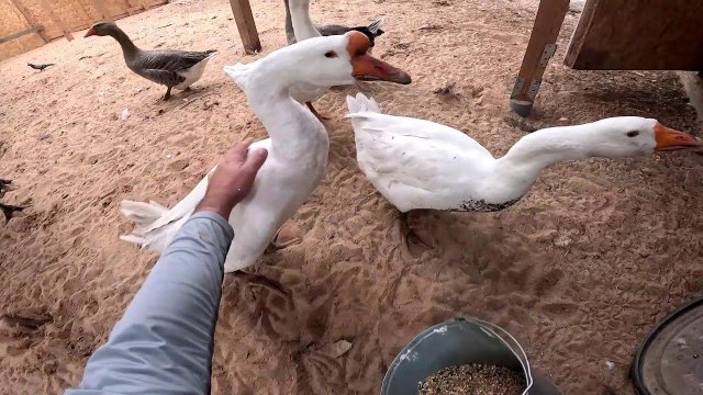 Сенник на зиму готов ! Площадку выровнил ! ХУТОР В ЛЕСУ №797