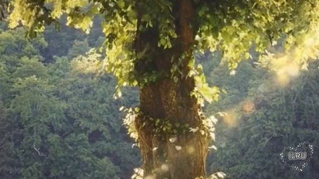 Истории о любви из жизни рассказы. Желание для золотой рыбки....