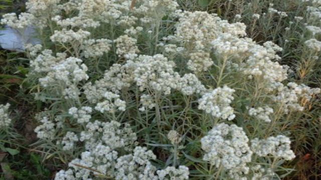 Пусть будет новый день - автор Тамара Бабушкина исполняет Светлана Полыгалова