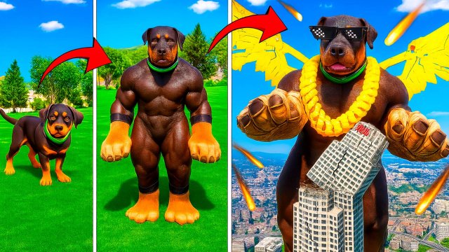 ПРОКАЧАЛ ЧОПА ДО ГИГАНТСКОГО ПСА В ГТА 5! ЭВОЛЮЦИЯ СОБАКИ ФРАНКЛИНА В GTA 5 ОНЛАЙН