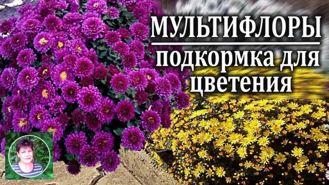 Шаровидные хризантемы в саду Чем подкормить мультифлоры для пышного цветения
