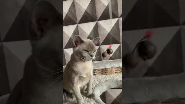 Голубая кошка бурманская